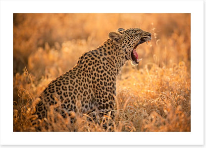 Big yawn