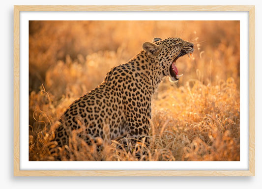 Big yawn