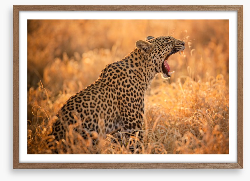 Big yawn