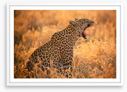 Big yawn