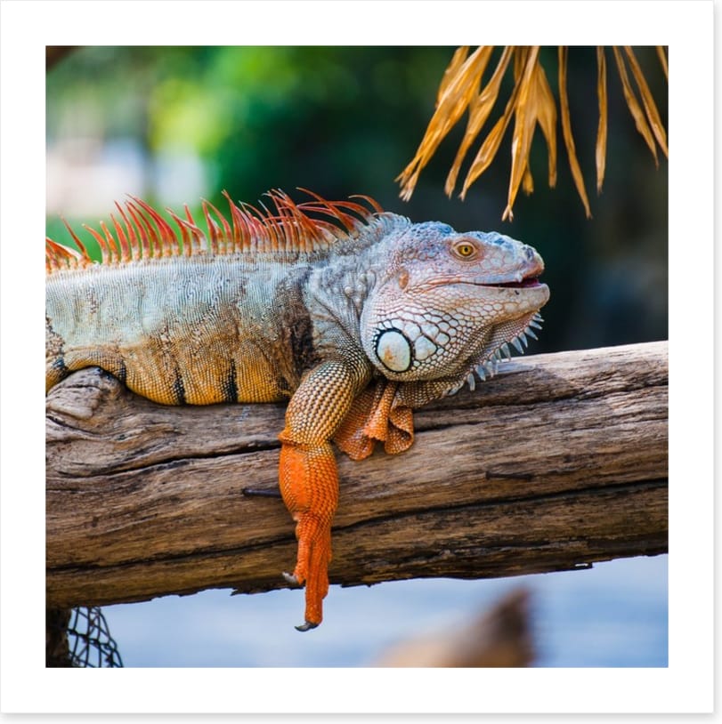 Iguana on a branch