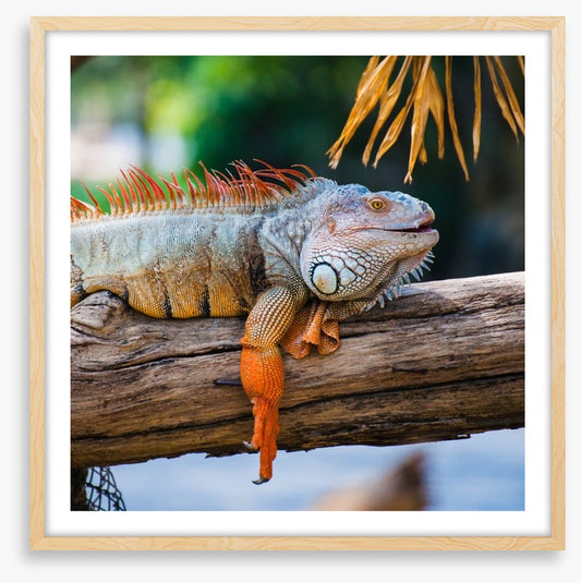 Iguana on a branch
