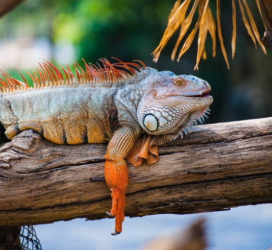 Iguana on a branch