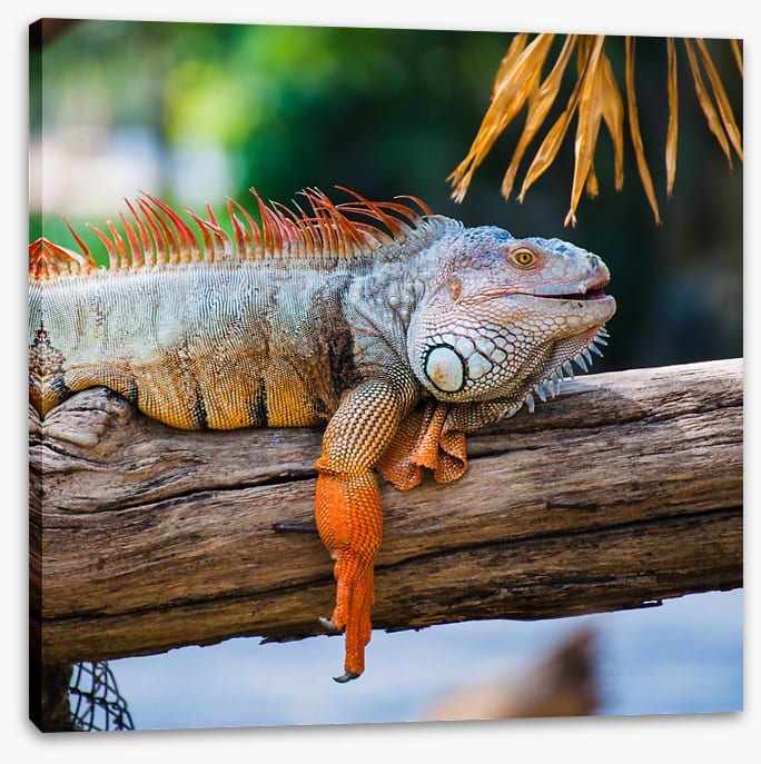 Iguana on a branch