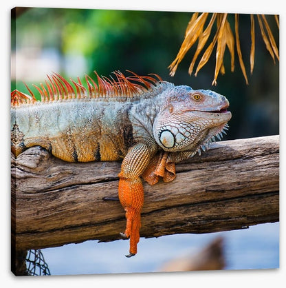 Iguana on a branch