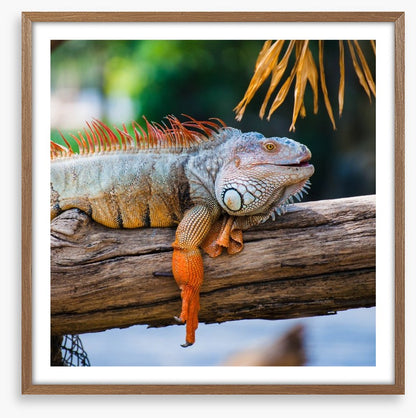 Iguana on a branch