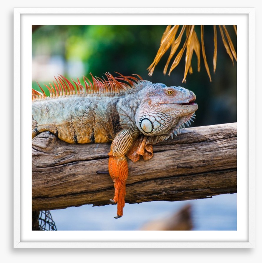 Iguana on a branch