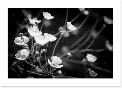 Buttercups on black
