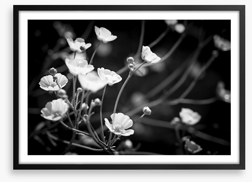 Buttercups on black