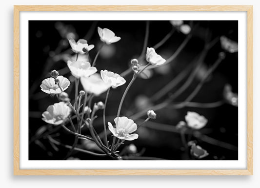 Buttercups on black