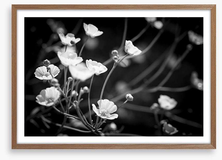Buttercups on black