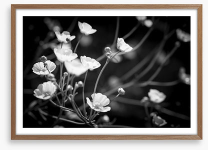 Buttercups on black