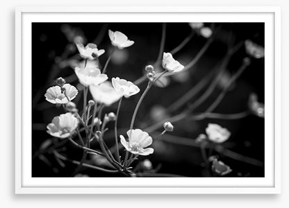Buttercups on black
