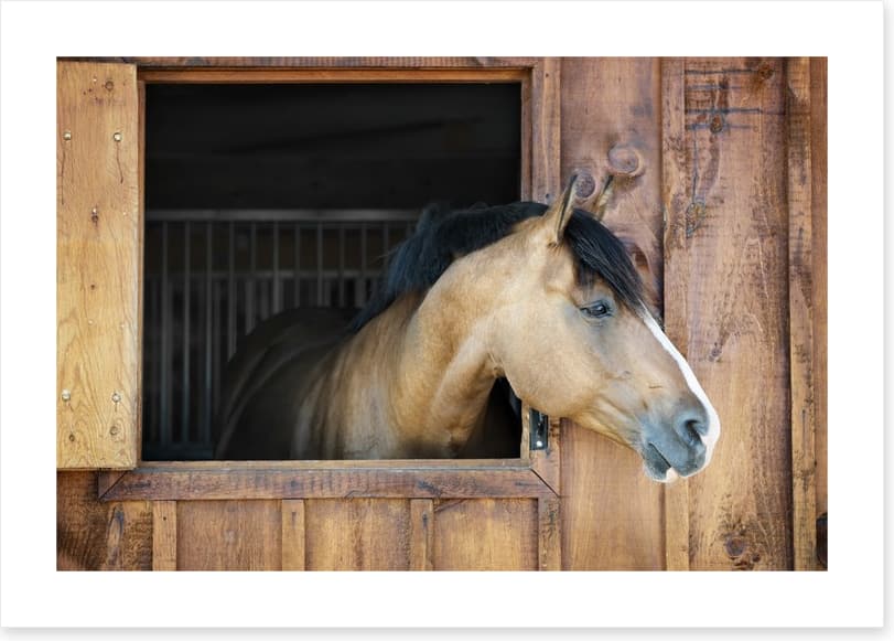 My stable window