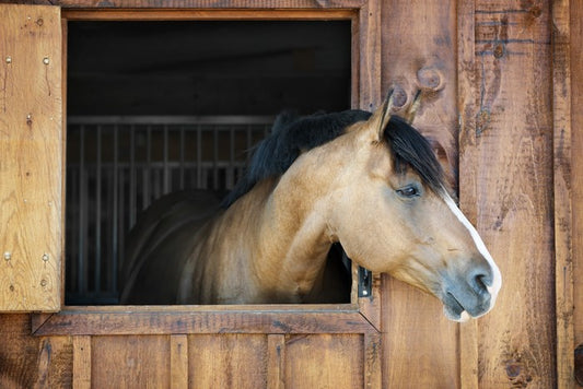 My stable window