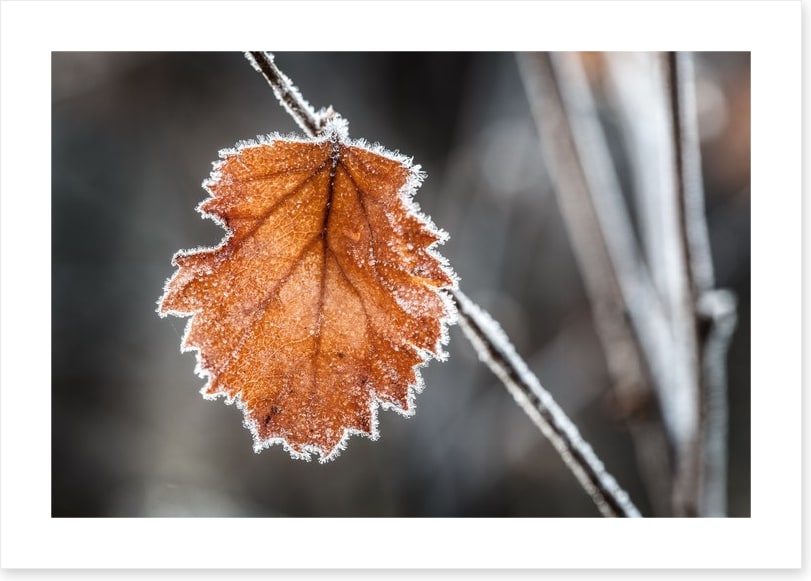 The last Autmn leaf