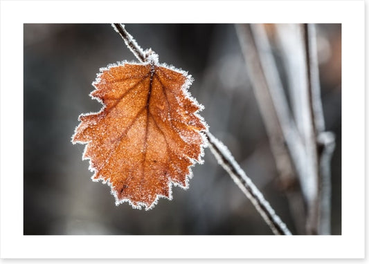 The last Autmn leaf
