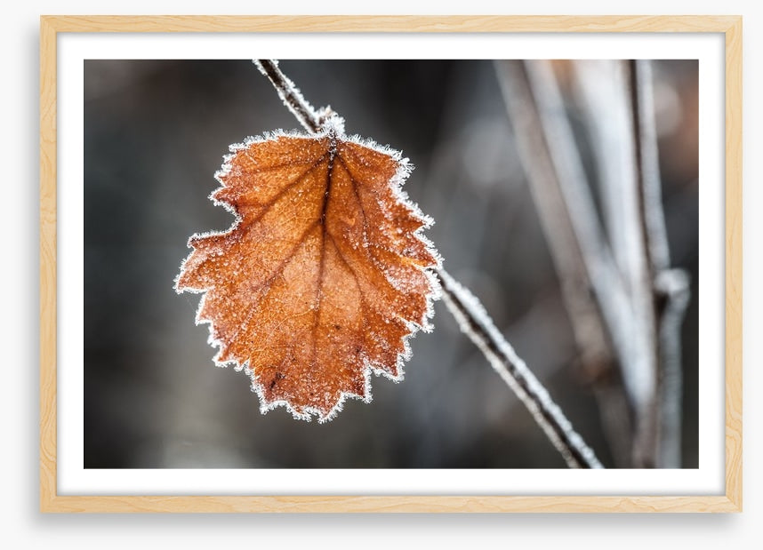 The last Autmn leaf