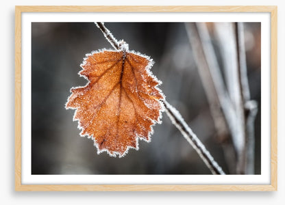 The last Autmn leaf