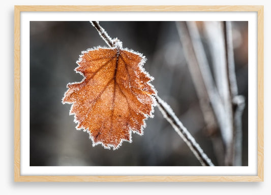 The last Autmn leaf