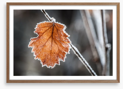 The last Autmn leaf