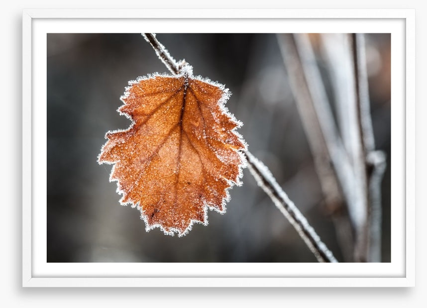 The last Autmn leaf