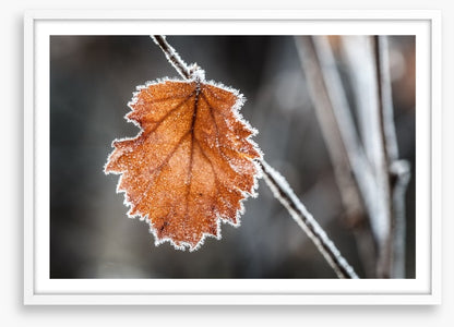 The last Autmn leaf