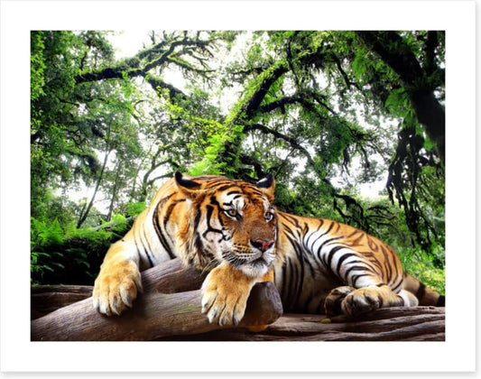 Tired tiger