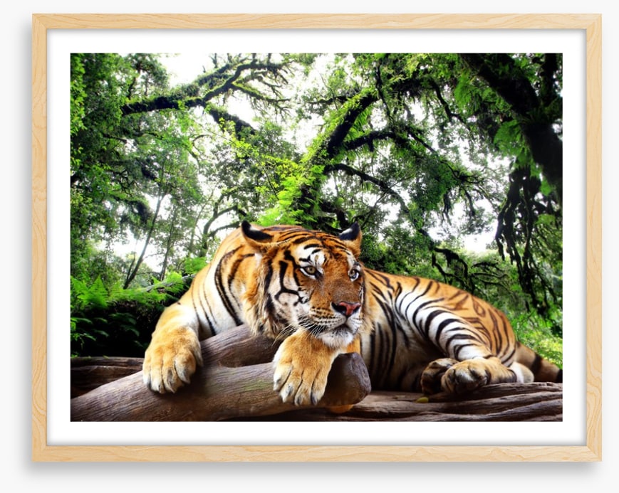 Tired tiger
