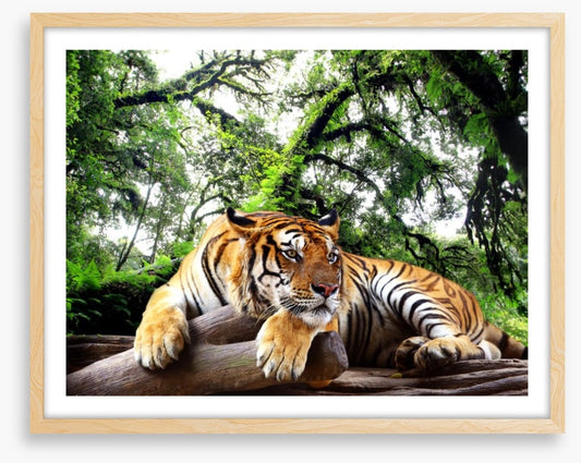 Tired tiger