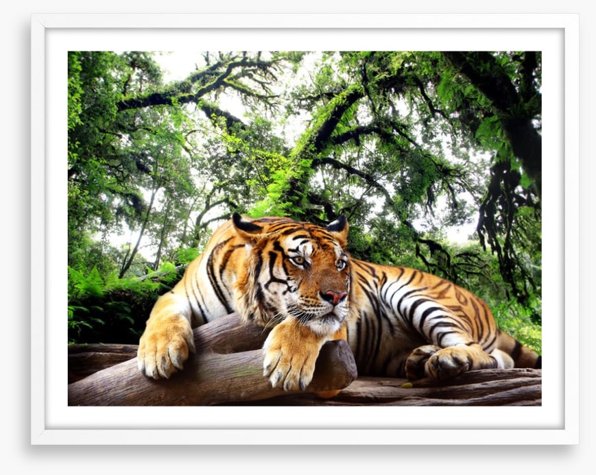 Tired tiger