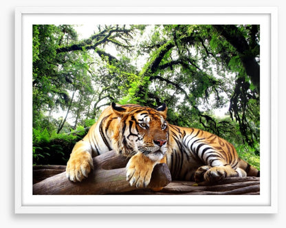 Tired tiger