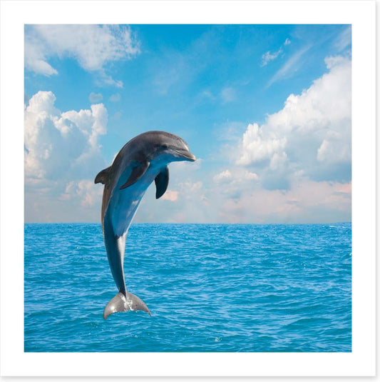 Jumping dolphin