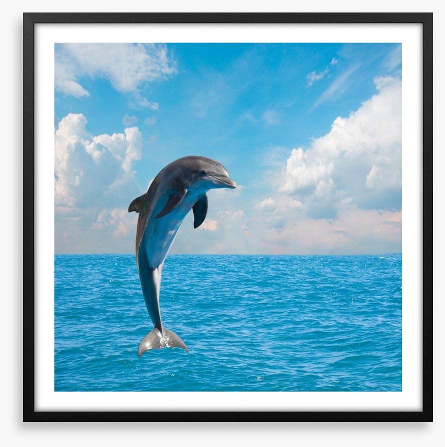 Jumping dolphin