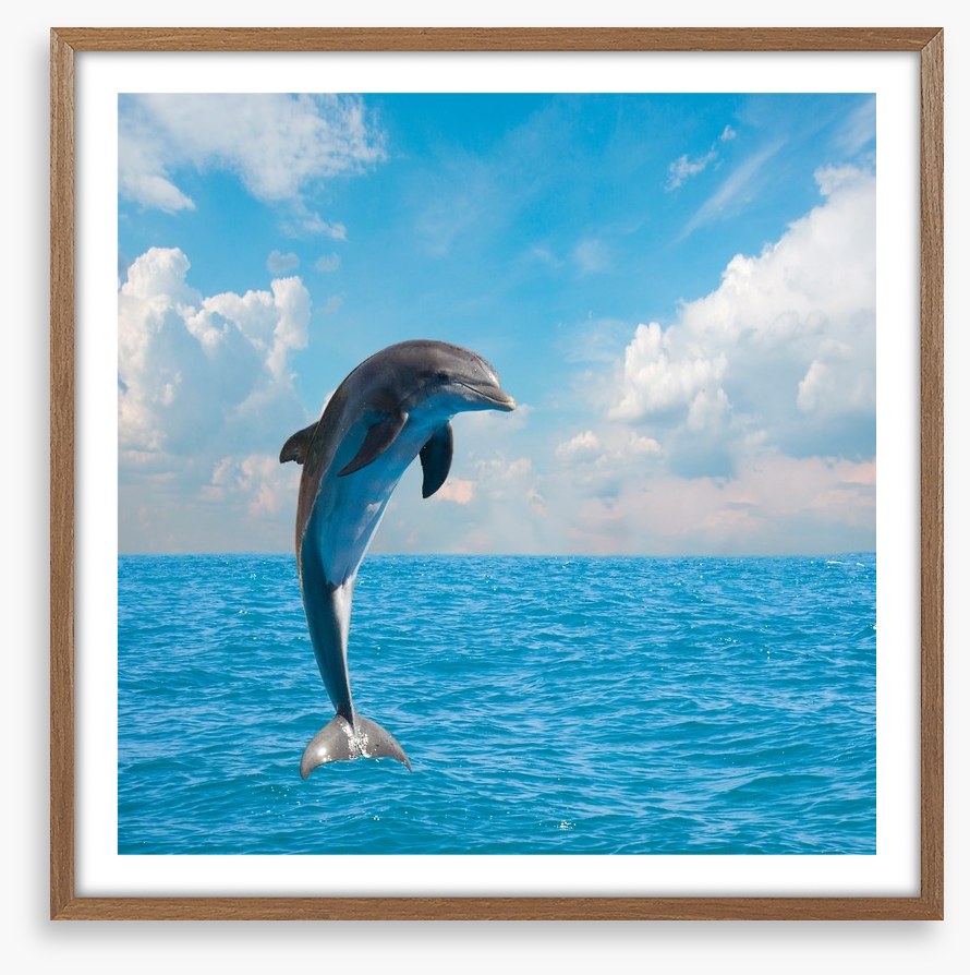 Jumping dolphin