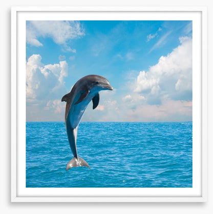 Jumping dolphin