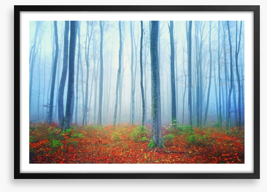 Autumn fairytale forest