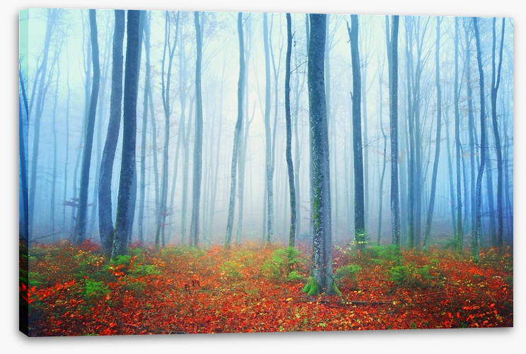 Autumn fairytale forest