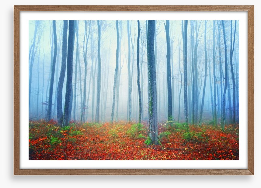 Autumn fairytale forest