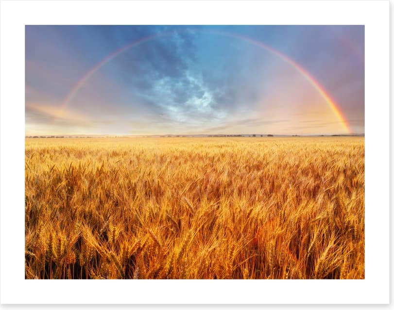 Rainbow over the wheat