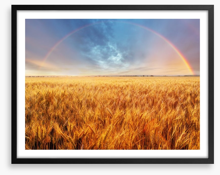 Rainbow over the wheat