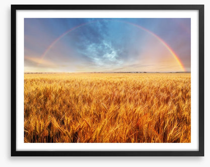 Rainbow over the wheat