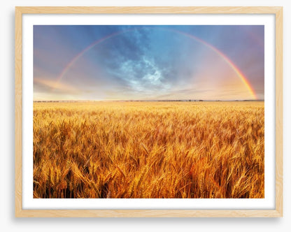 Rainbow over the wheat