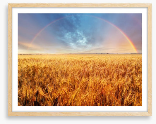Rainbow over the wheat
