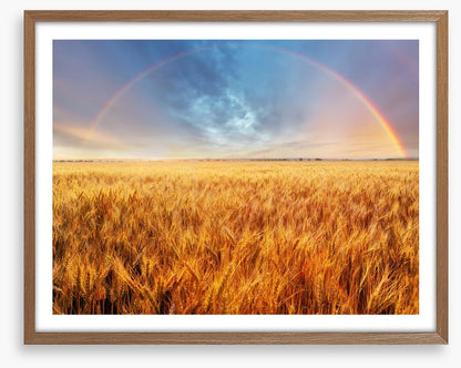 Rainbow over the wheat