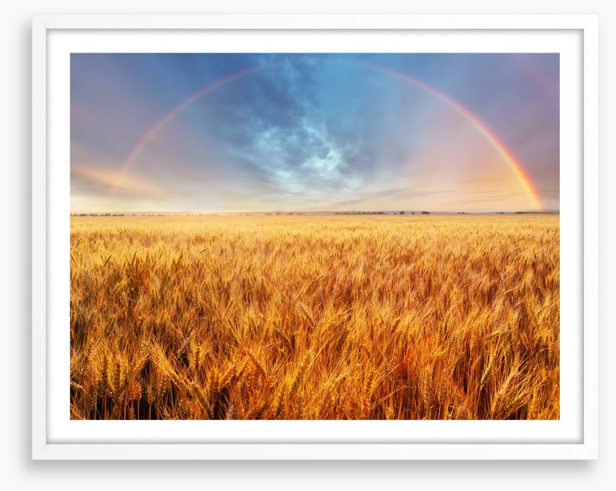 Rainbow over the wheat