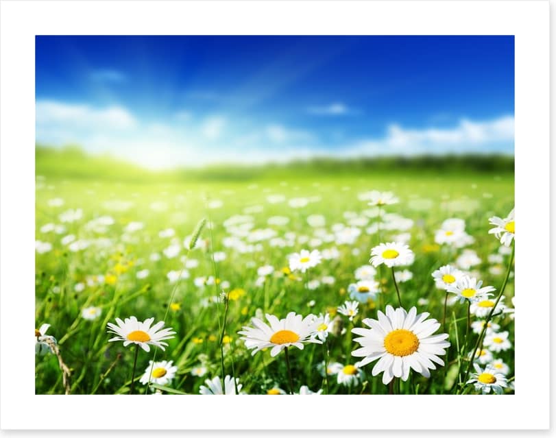 Daisy meadow