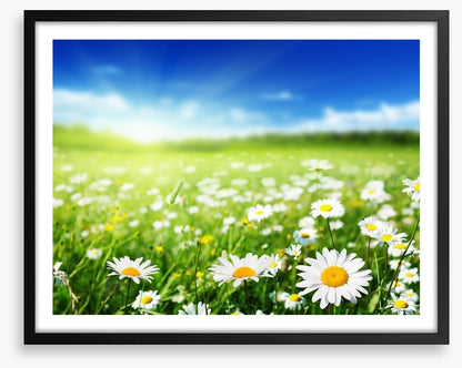 Daisy meadow