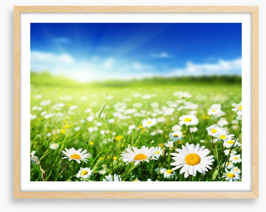 Daisy meadow