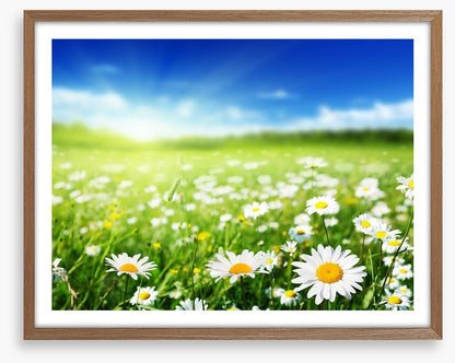 Daisy meadow